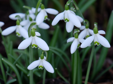 Gartenarbeiten Aktuell Monatskalender Phanologischer Kalender