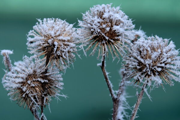 Gartenhans Gartentipps Fur Den Nutz Und Ziergarten